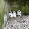 Meet Rosie, Martha, And Juno, The Bayonne Bridge's New Falcon Chicks